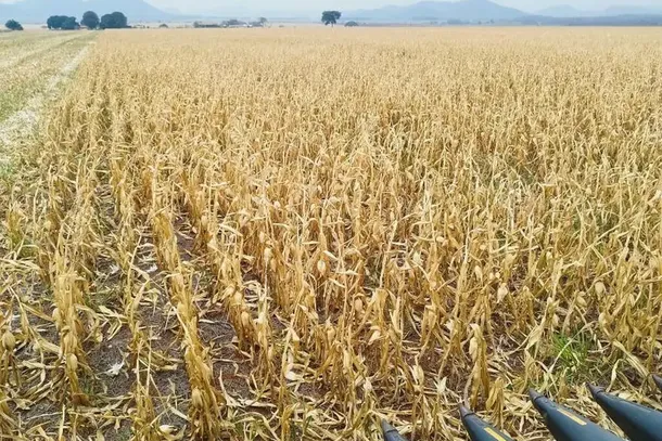 Safra de milho safrinha durante colheita feita com maquin&aacute;rio em MS (Foto: Divulga&ccedil;&atilde;o/Aprosoja)