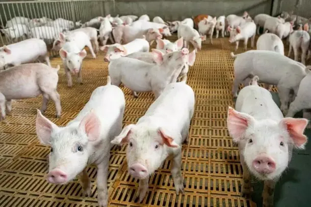 Leit&otilde;es em granja de Mato Grosso do Sul, onde o abate de su&iacute;nos cresceu 16% entre janeiro e julho de 2026. (Foto: Arquivo/Campo Grande News)