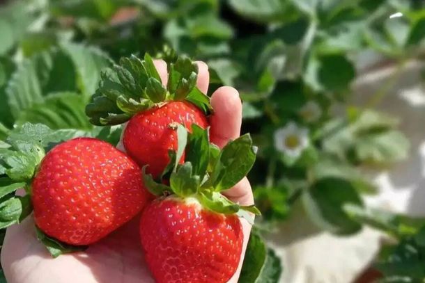 Per&iacute;odo de maior produ&ccedil;&atilde;o vai de junho a outubro, quando a planta&ccedil;&atilde;o fica mais movimentada. (Foto: Divulga&ccedil;&atilde;o)