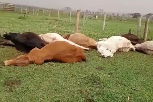 Gado morre durante temporal na zona rural de Gl&oacute;ria de Dourados