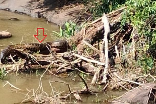 O r&eacute;ptil flagrado por um morador de uma fazenda pr&oacute;ximo ao rio Piratini