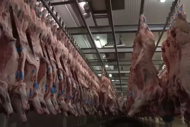 Carca&ccedil;as de gado bovino penduradas em ganchos em uma c&acirc;mara fria de um frigor&iacute;fico (Foto: Canal Rural)