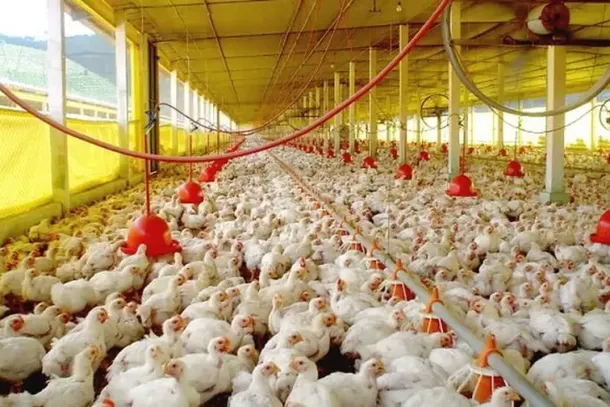Granjas proliferaram no setor pecu&aacute;rio de Mato Grosso do Sul (Foto: Divulga&ccedil;&atilde;o)