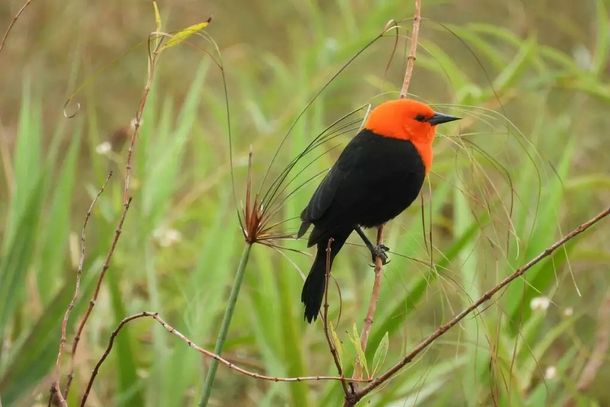 Cardeal-do-banhado (Amblyramphus holosericeus), tamb&eacute;m conhecido como sargento-cardeal observado no parque (Foto: Dione Sales/Imasul)