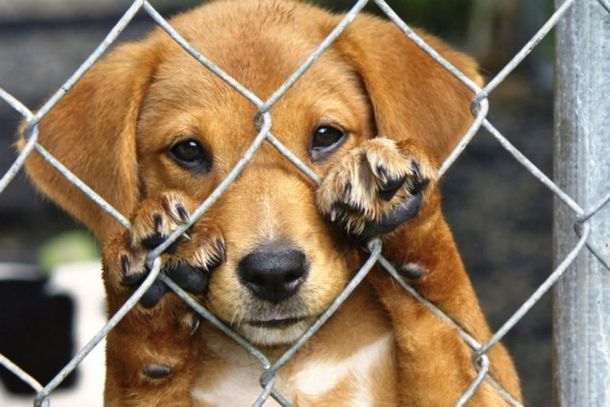 Iniciativa pretende incentivar ado&ccedil;&atilde;o de animais.