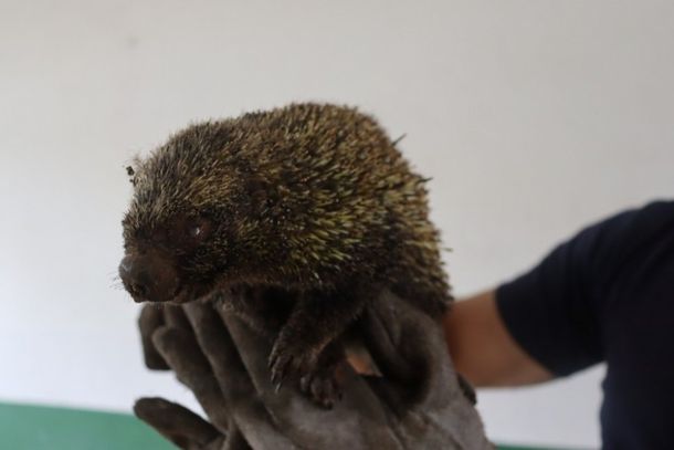 Animais silvestres s&atilde;o resgatados