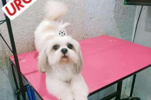 Pequeno e engra&ccedil;ado: fam&iacute;lia procura por Maylon