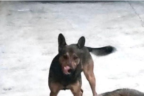 Fam&iacute;lia procura por Luck, cachorro desaparecido no Bonfim