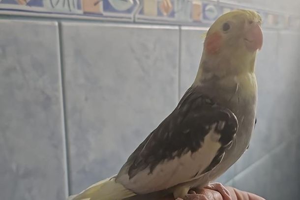 Desaparecido h&aacute; dois dias, fam&iacute;lia procura por Juca