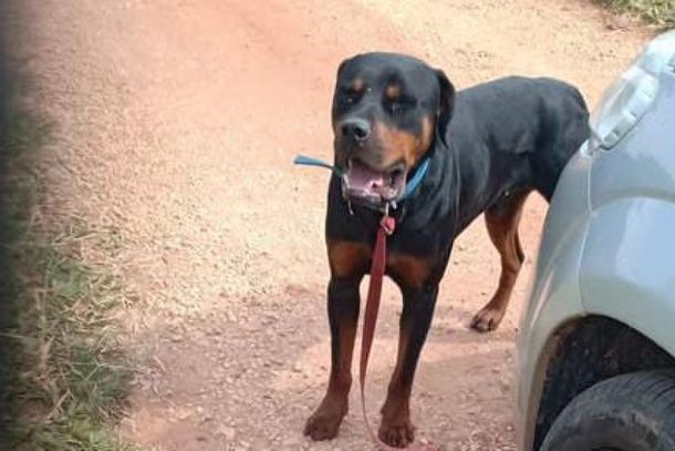 Cabreuvana procura dono de rottweiler encontrado no Cururu