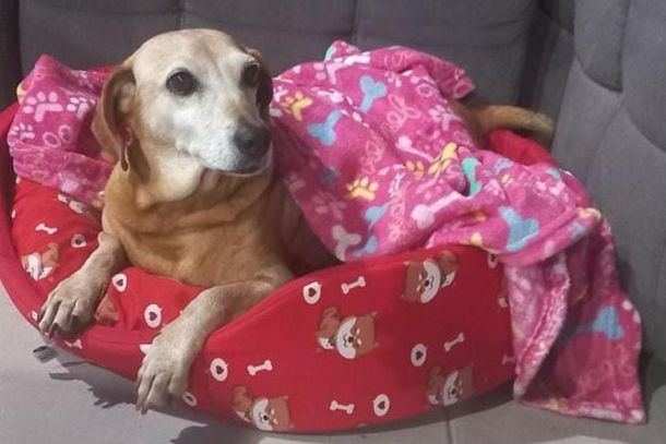 Fam&iacute;lia oferece recompensa de R$ 500 para quem encontrar Paola