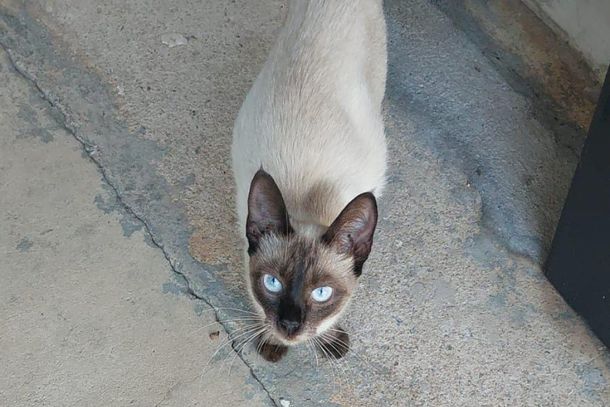  Felina gr&aacute;vida aparece em casa de cabreuvana no Jacar&eacute; 