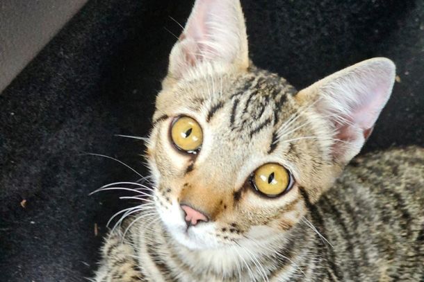 Cabreuvana procura por tutor de gato encontrado no Jacar&eacute; 