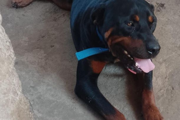 Thor &eacute; encontrado ap&oacute;s publica&ccedil;&atilde;o do Portal da Cidade 