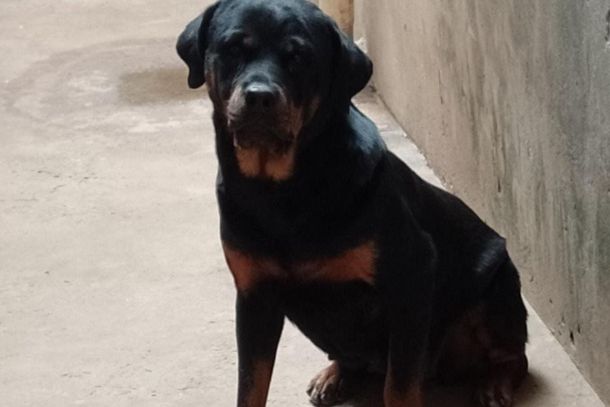 Tutor procura por Amora; Rottweiler d&oacute;cil