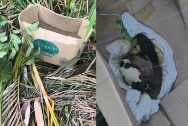  Filhotes de cachorros, ainda com cord&atilde;o umbilical, s&atilde;o abandonados no Pinhal