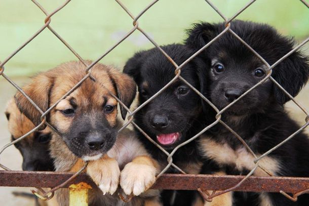 Feira de ado&ccedil;&atilde;o busca novos lares para c&atilde;es e gatos em Cabre&uacute;va