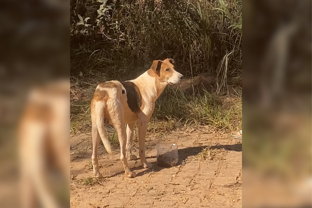 Moradora relata abandono frequente de animais perto da Fazenda S&atilde;o Francisco
