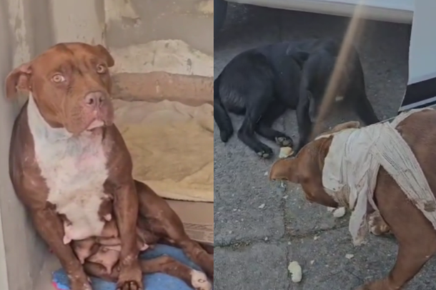C&atilde;es abandonados recebem ajuda e um deles agora busca novo lar
