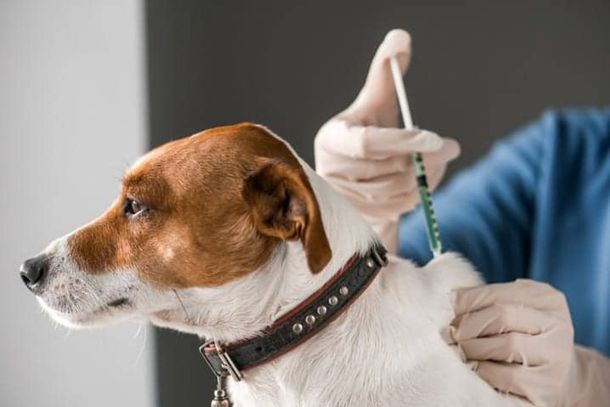 Vacina V10 a valor social ser&aacute; oferecida para c&atilde;es neste s&aacute;bado, 26, no Jacar&eacute;