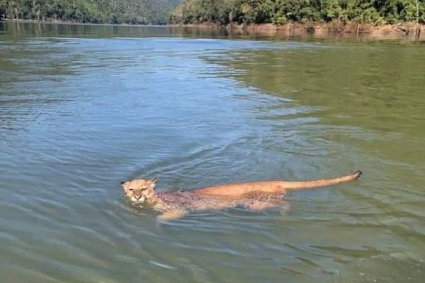 Travessia PINDA X CAMPOS DO JORDÃO : Homem e onça frente à frente