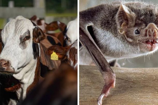 SC soma 26 casos de raiva em animais de produ&ccedil;&atilde;o; vacina&ccedil;&atilde;o &eacute; principal forma de preven&ccedil;&atilde;o Foto: Reprodu&ccedil;&atilde;o/ND Mais