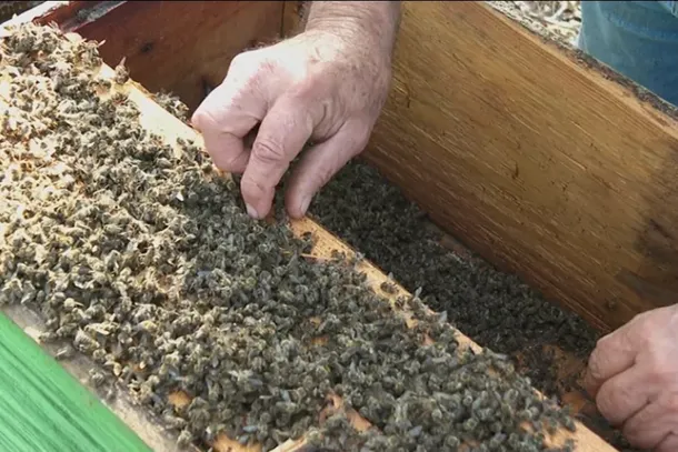 Apicultores perderam 1,5 mil colmeias por poss&iacute;vel contamina&ccedil;&atilde;o 