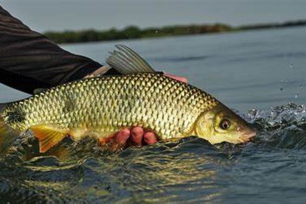  Pesca em rios fica proibida a partir de hoje no estado de S&atilde;o Paulo