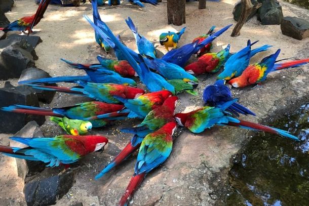 Araras azuis e vermelhas encantam os visitantes do Parque 