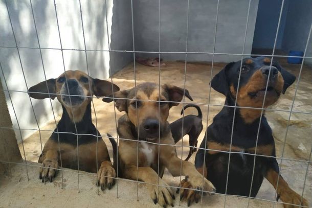 Oportunidade de esteriliza&ccedil;&atilde;o de cachorros e gatos que vivem em situa&ccedil;&atilde;o de rua