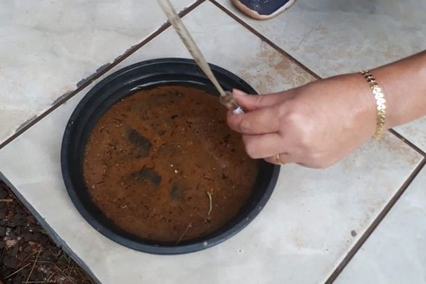 A limpeza evitar&aacute; o nascimento de novos mosquitos. 