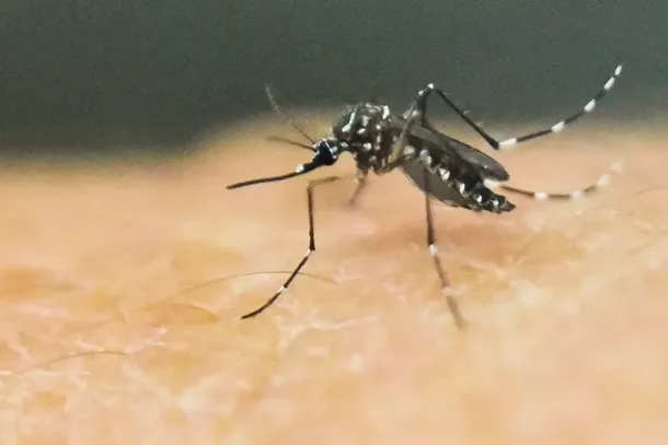 Mosquito Aedes aegypti, transmissor de doen&ccedil;as como dengue, zika e chikungunya  