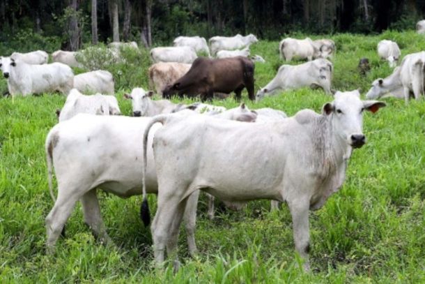 Cadastro do rebanho &eacute; obrigat&oacute;rio