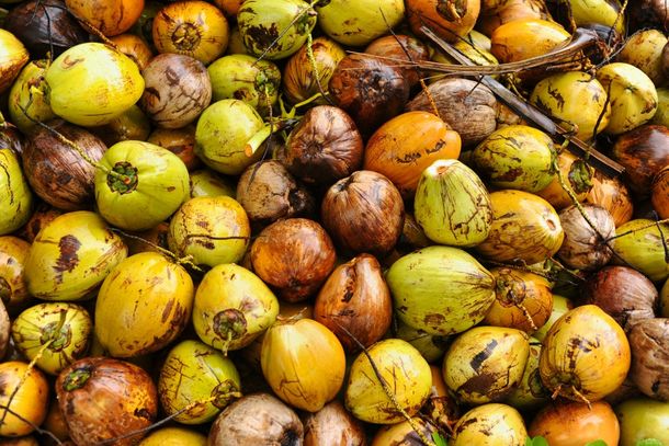 A comercializa&ccedil;&atilde;o do coco est&aacute; submetida a nova regulamenta&ccedil;&atilde;o