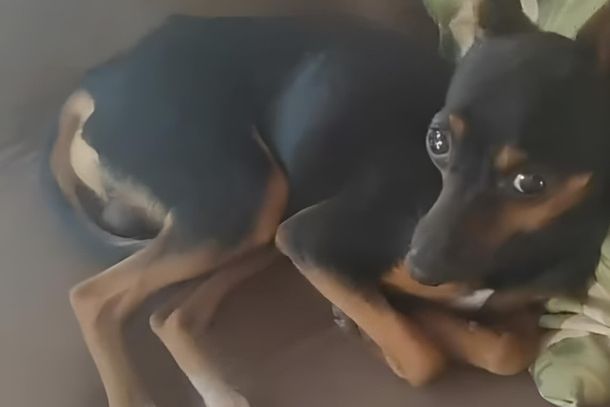 O c&atilde;o desapareceu na tarde de ter&ccedil;a-feira