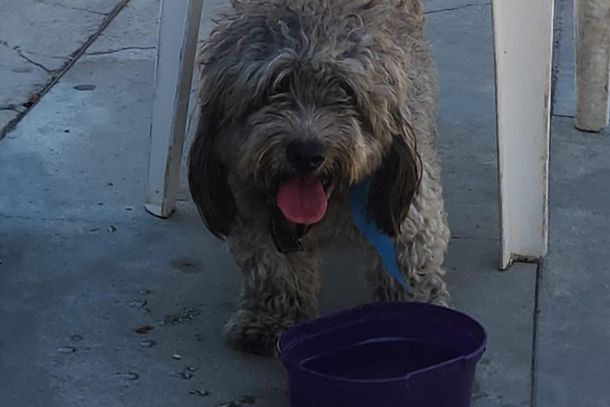 O poodle apareceu sem tutor e com uma coleira azul