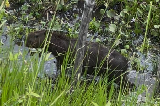 Capivara &eacute; flagrada &agrave;s margens da pista entre S&iacute;tio e Centro de Conde