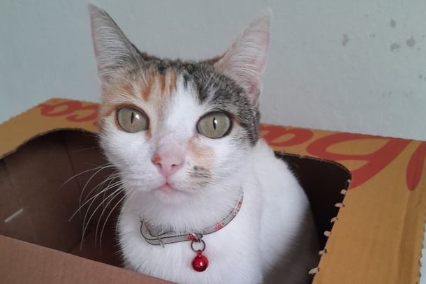 Quem encontrar ou tiver avistado a gata deve entrar em contato