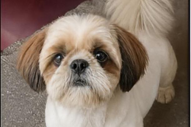  Cachorro Pipo desaparece no S&iacute;tio do Conde e fam&iacute;lia pede ajuda para localiz&aacute;-lo