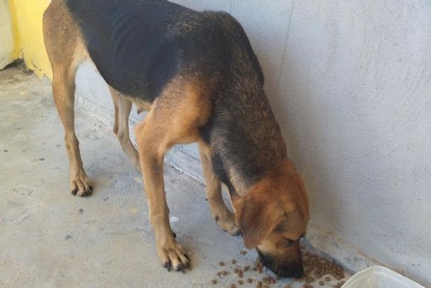 Moradora pede ajuda para encontrar tutor de cadela em Pau Casado