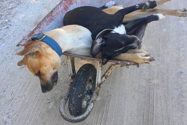 Moradores relatam mortes suspeitas de c&atilde;es e gatos no S&iacute;tio do Conde