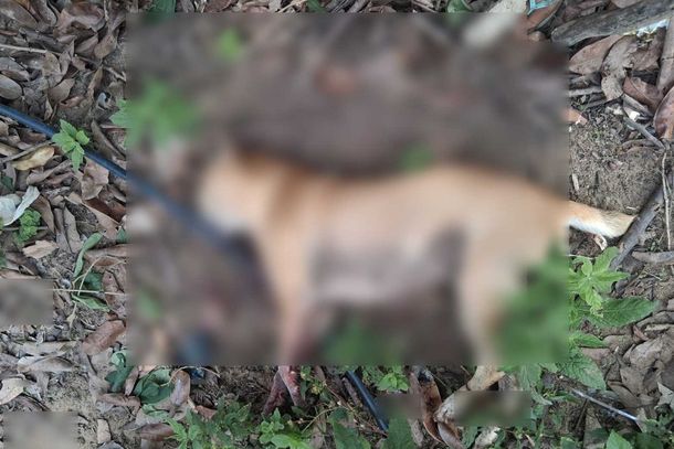 Cadela &eacute; encontrada morta com sinais de viol&ecirc;ncia no Assentamento da Torre, em Conde