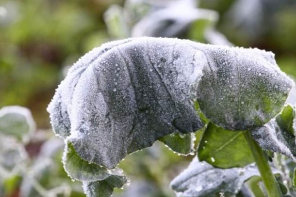 O meteorologista do Simepar, Cezar Duquia, afirma que trata-se de uma not&iacute;cia falsa e &eacute; tecnicamente imposs&iacute;vel afirmar que teremos o inverno mais rigoroso em cem anos.