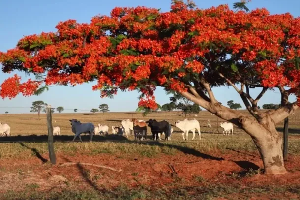 Atualiza&ccedil;&atilde;o agora s&oacute; pode ser feita de maneira presencial.