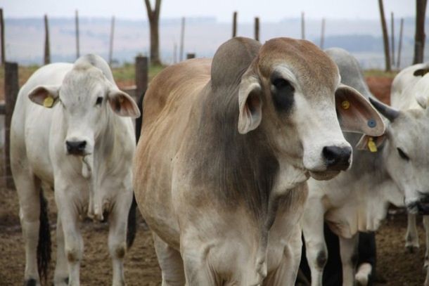 O encontro ser&aacute; realizado na Sociedade Rural de Umuarama no pr&oacute;ximo s&aacute;bado (22)