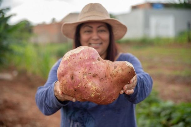 Essa foi a primeira vez que a respons&aacute;vel pela colheu uma batata-doce t&atilde;o grande.