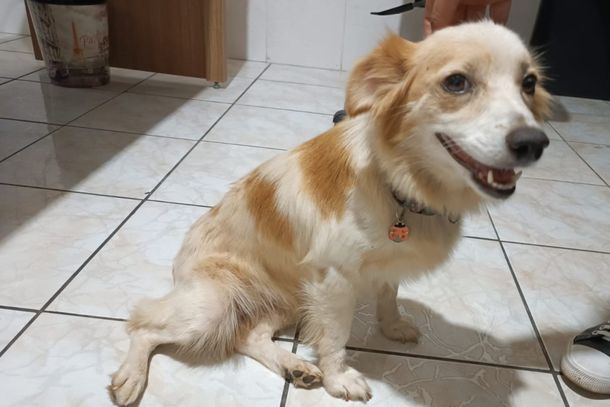 Cachorra encontrada na Av. Brasil em frente o Medina Ve&iacute;culos