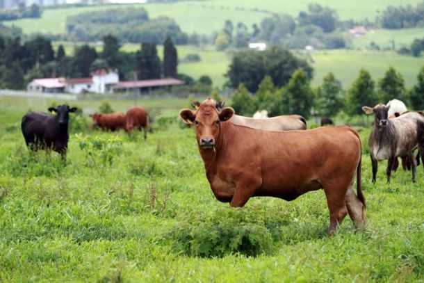 A atualiza&ccedil;&atilde;o &eacute; obrigat&oacute;ria para todos os produtores rurais com animais de produ&ccedil;&atilde;o de qualquer esp&eacute;cie sob sua guarda 