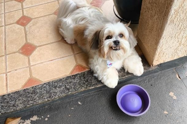 O cachorrinho Baby, que estava desaparecido, foi encontrado no bairro S&atilde;o Jos&eacute; 