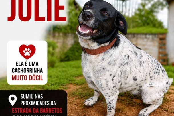 PROCURA-SE JULIE! A cachorrinha desapareceu nas proximidades da Estrada da Barretos e Jardim Am&eacute;rica, em Cruzeiro do Oeste. Qualquer informa&ccedil;&atilde;o entre em contato pelo 📞 (44) 99853-3732. Compartilhe!